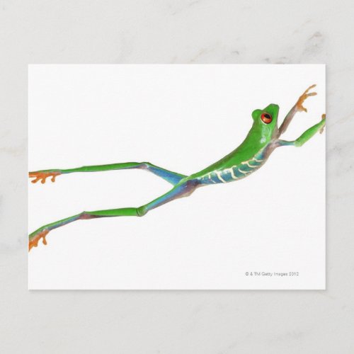 Red eyed tree frog jumping postcard