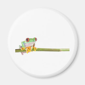 red eyed tree frog magnet