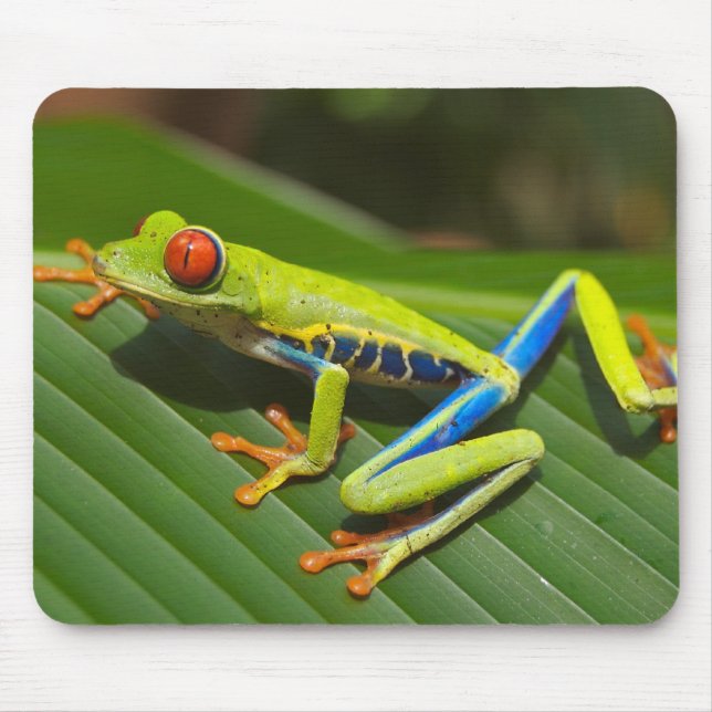 Red Eyed Tree Frog Mousepad (Front)