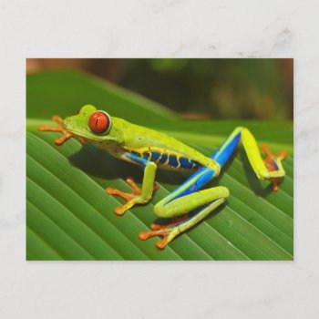 Red Eyed Tree Frog Near Playa Jaco In Costa Rica Postcard by amazinganimals at Zazzle