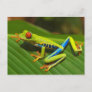 Red Eyed Tree Frog near Playa Jaco in Costa Rica Postcard