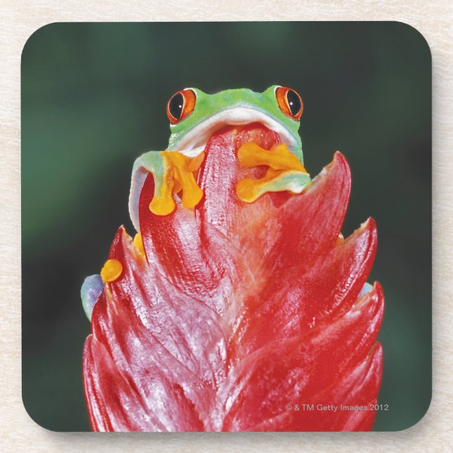 Red-Eyed Tree Frog on Leaf Beverage Coaster (Front)