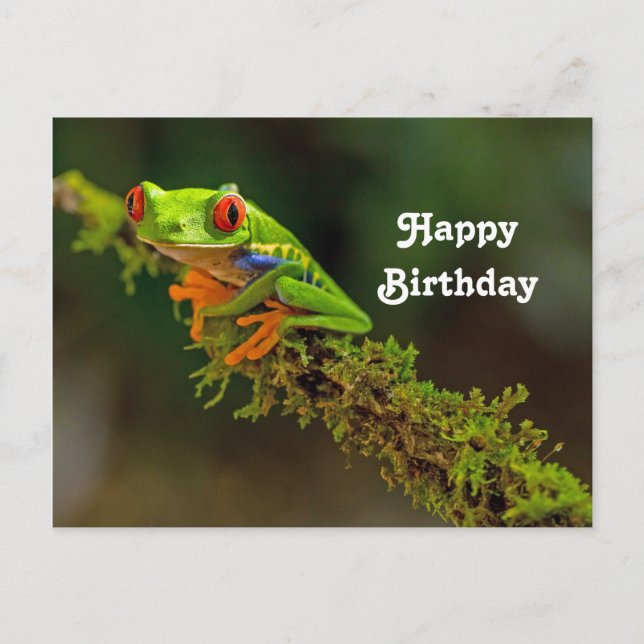 Red Eyed Tree Frog Photo Birthday Postcard (Front)