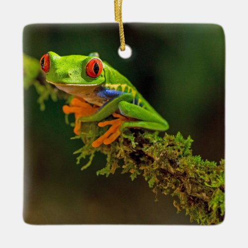 Red Eyed Tree Frog Photo Ceramic Ornament