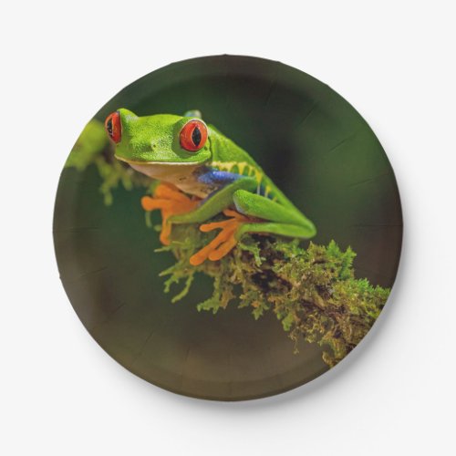 Red Eyed Tree Frog Photo Paper Plates