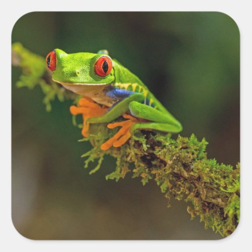 Red Eyed Tree Frog Photo Square Sticker