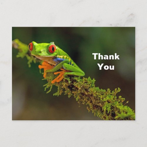 Red Eyed Tree Frog Photo Thank You Postcard