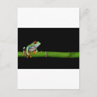 red eyed tree frog postcard