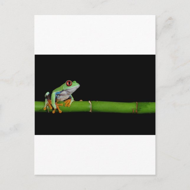 red eyed tree frog postcard (Front)