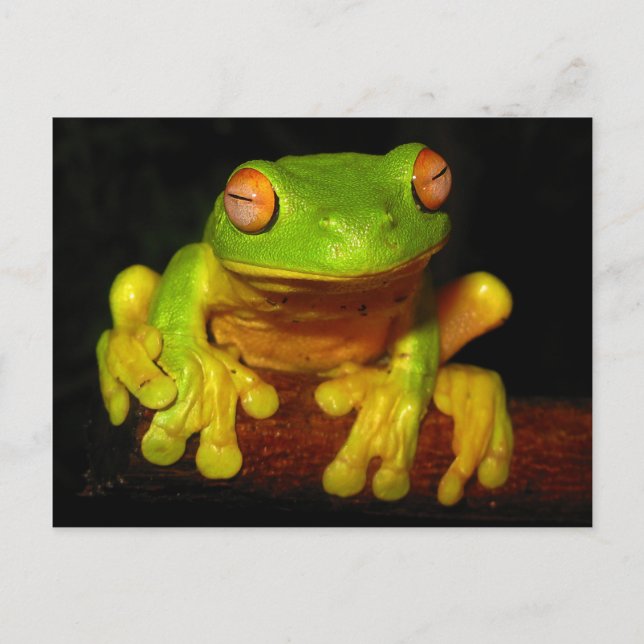 Red Eyed Tree Frog Postcard (Front)