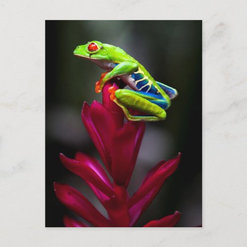 Red_eyed Tree Frog Postcard