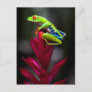 Red-eyed Tree Frog Postcard