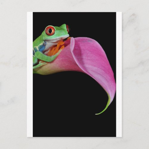 red eyed tree frog postcard