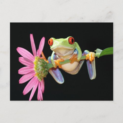 red eyed tree frog postcard