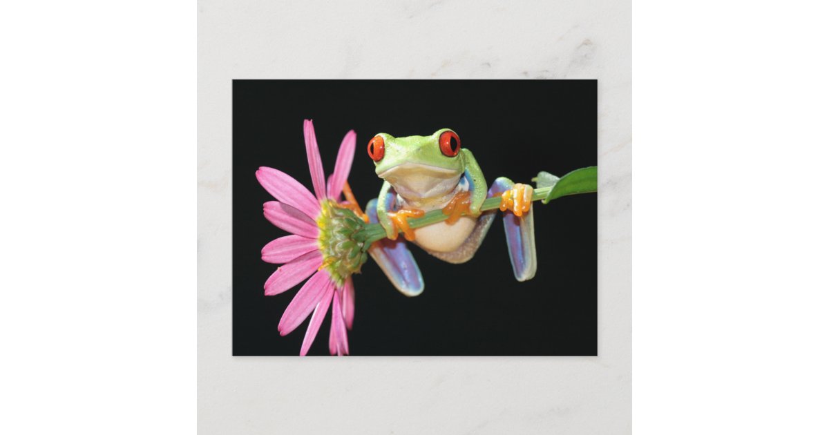 red eyed tree frog postcard | Zazzle