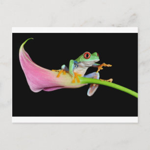red eyed tree frog postcard