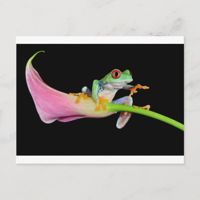 red eyed tree frog postcard (Front)