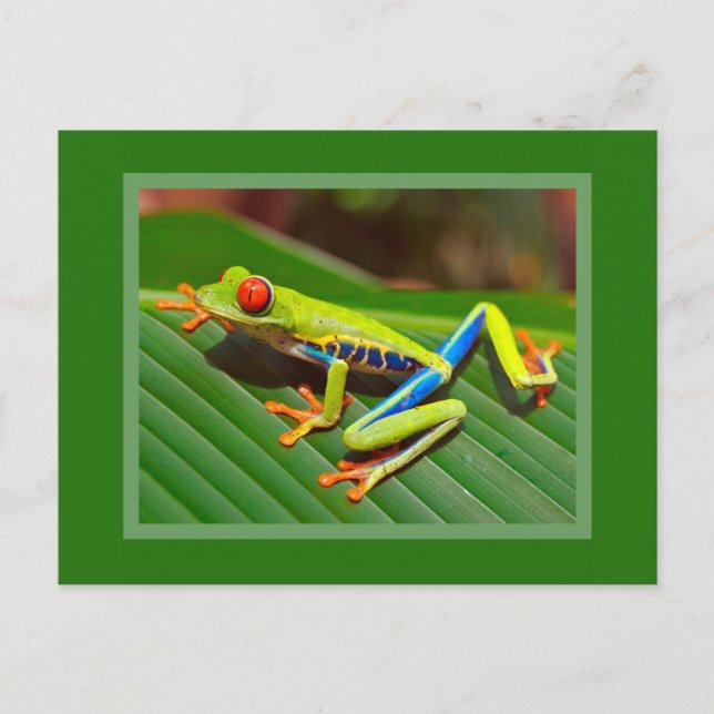 Red Eyed Tree Frog Postcard (Front)