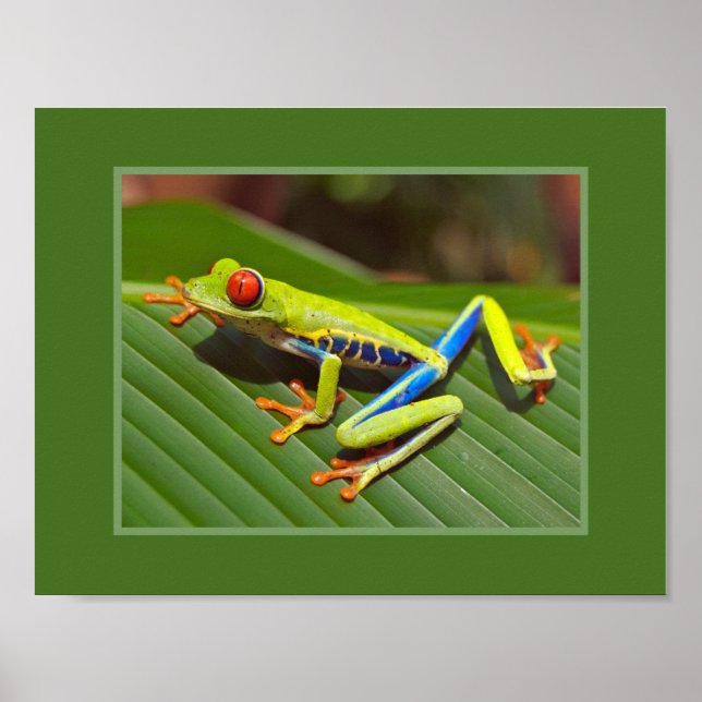Red Eyed Tree Frog Poster (Front)
