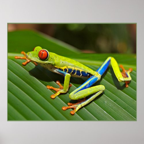 Red_eyed Tree Frog Poster