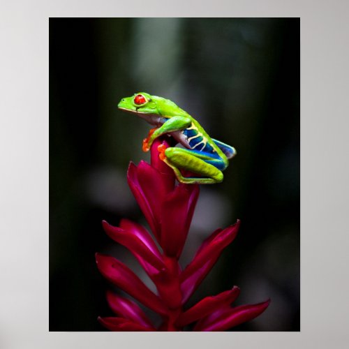 Red_eyed Tree Frog Poster