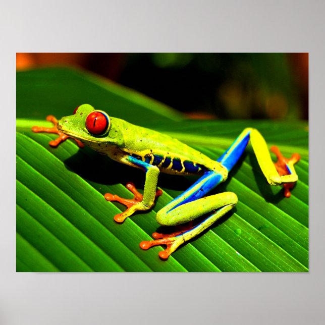 Red-eyed Tree Frog Poster (Front)