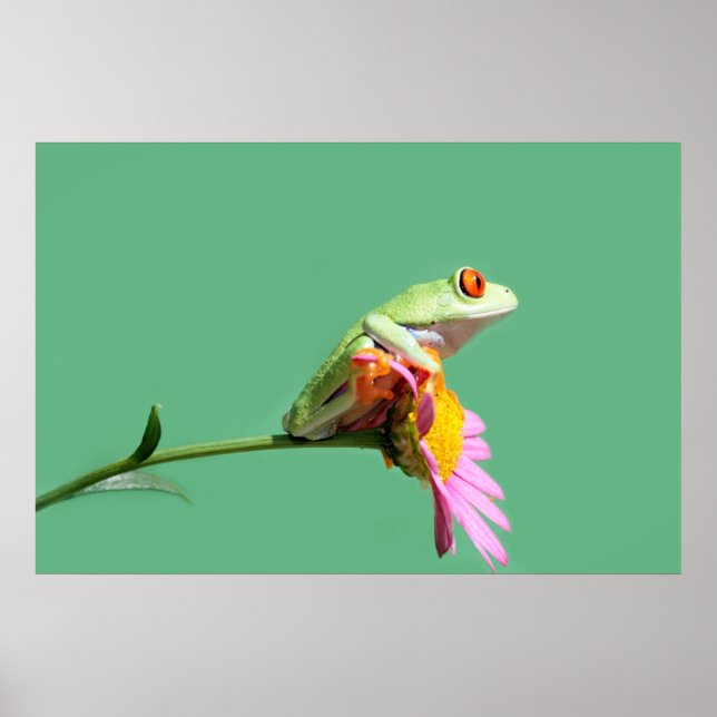 red eyed tree frog poster (Front)
