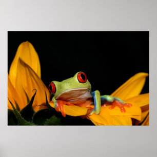 red eyed tree frog poster