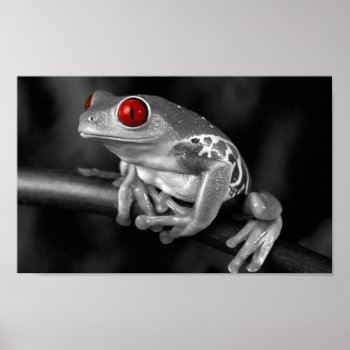 Red Eyed Tree Frog Poster by Wilderzoo at Zazzle