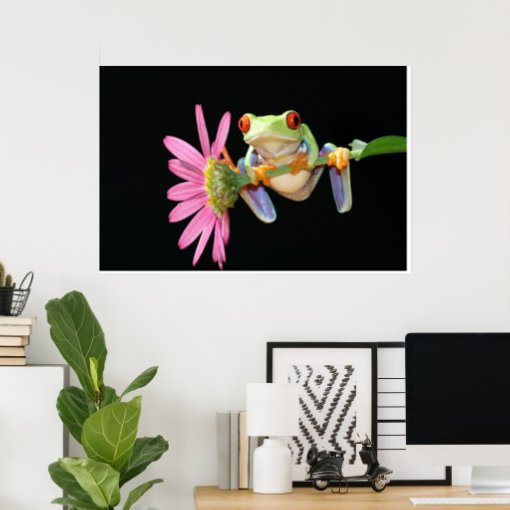 red eyed tree frog poster | Zazzle