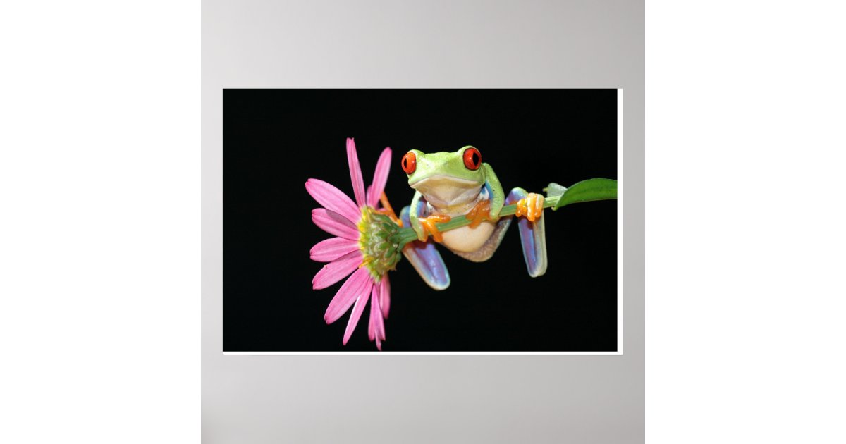 red eyed tree frog poster | Zazzle