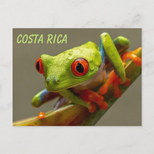 Red_Eyed Tree Frog Ready to Hop Postcard