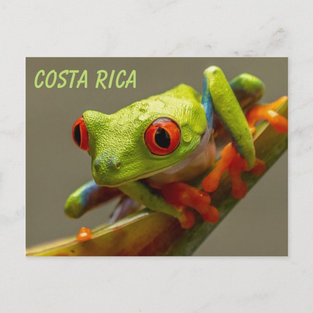 Red-Eyed Tree Frog Ready to Hop Postcard (Front)