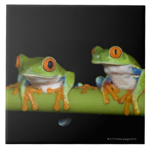 Red-eyed Tree Frogs (Agalychnis callidryas) Ceramic Tile