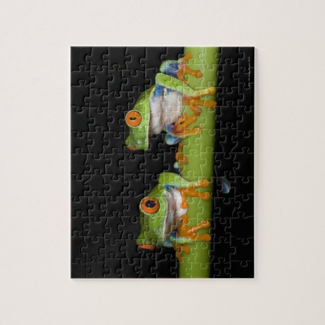 Red-eyed Tree Frogs (Agalychnis callidryas) Jigsaw Puzzle (Vertical)