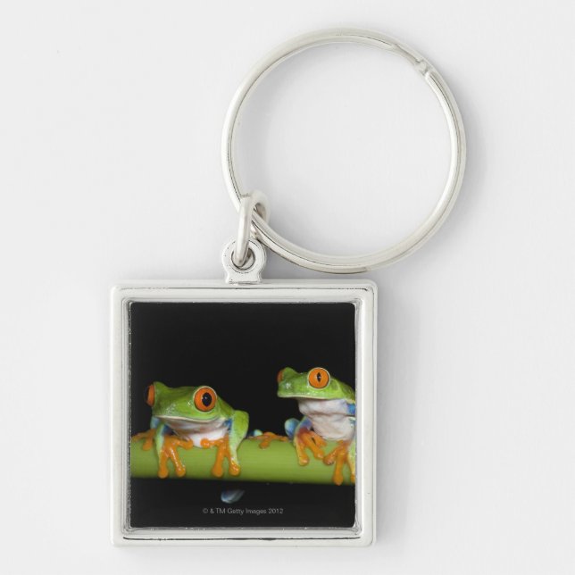 Red-eyed Tree Frogs (Agalychnis callidryas) Keychain (Front)