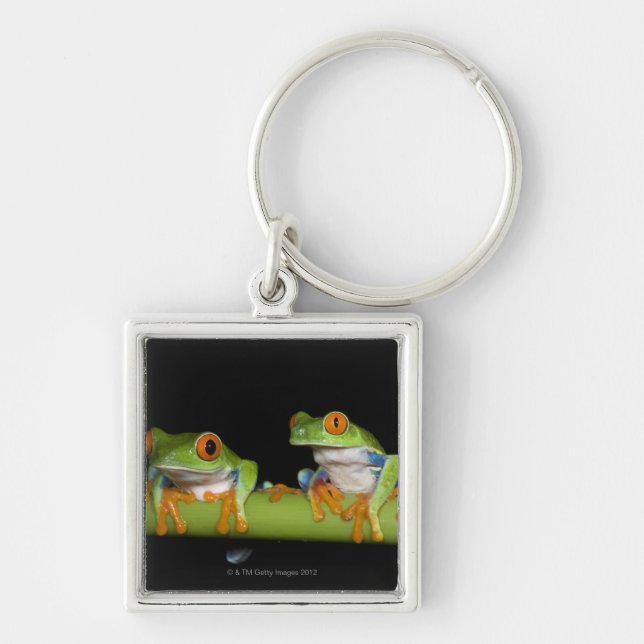 Red-eyed Tree Frogs (Agalychnis callidryas) on Keychain (Front)