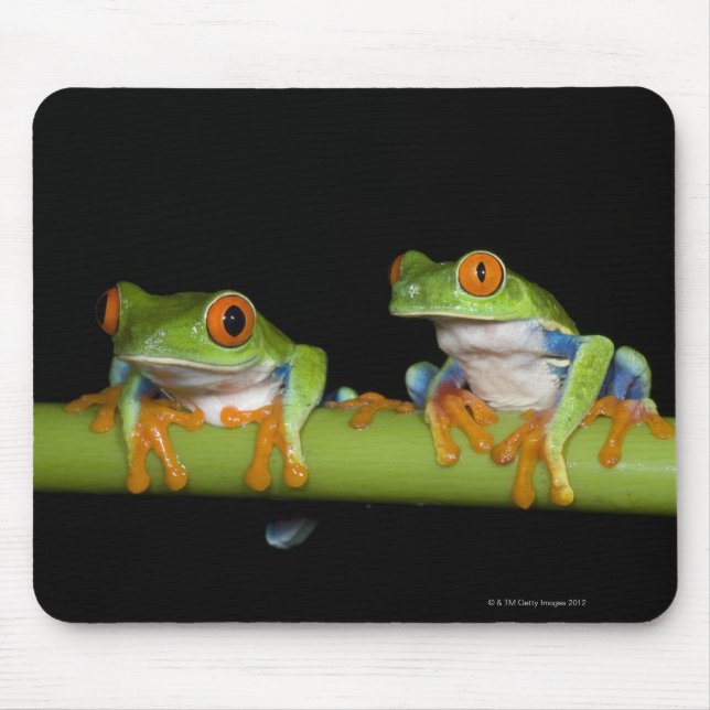 Red-eyed Tree Frogs (Agalychnis callidryas) on Mouse Pad (Front)