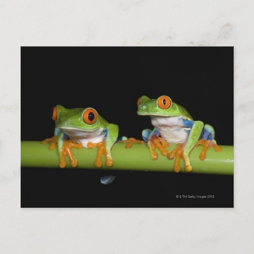 Red_eyed Tree Frogs Agalychnis callidryas on Postcard