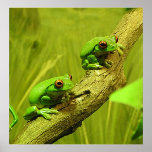 Red_eyed Tree Frogs Poster