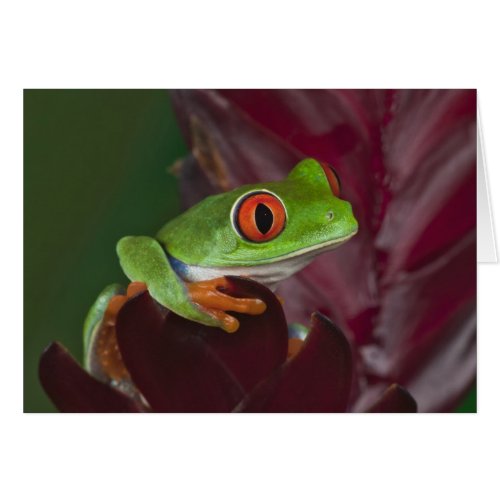 Red_eyed treefrog