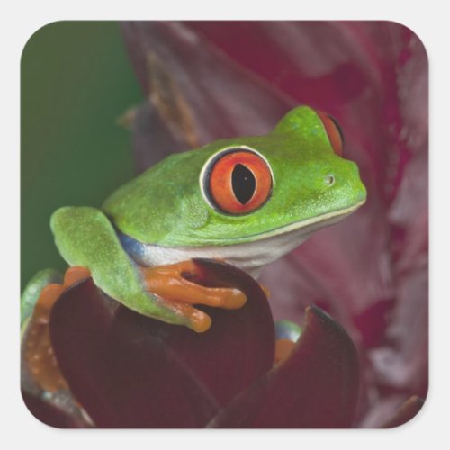 Red_eyed treefrog square sticker