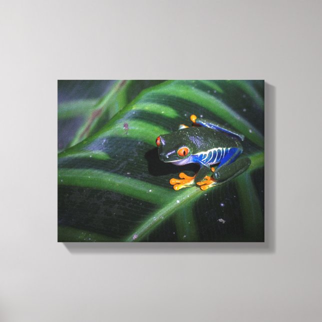 Red Eyes Frog On Leaf Canvas Print (Front)