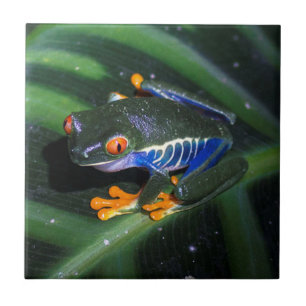 Red Eyes Frog On Leaf Ceramic Tile