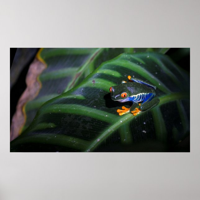 Red Eyes Frog On Leaf Poster (Front)