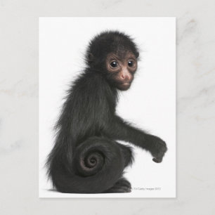 Red-faced Spider Monkey - Ateles paniscus (3 Postcard
