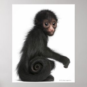 Red-faced Spider Monkey - Ateles paniscus (3 Poster