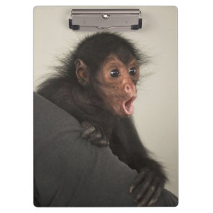 Red-faced Spider Monkey Ateles paniscus) Clipboard