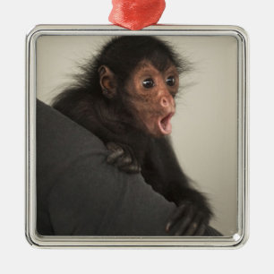 Red-faced Spider Monkey Ateles paniscus) Metal Ornament