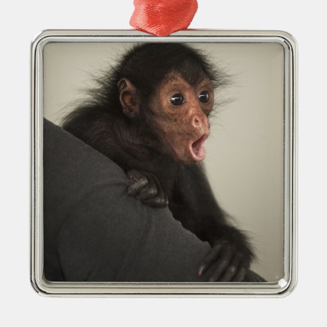 Red-faced Spider Monkey Ateles paniscus) Metal Ornament (Front)